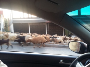 just your average flock of sheep taking a dander through the city